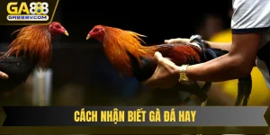 Cách nhận biết gà đá hay