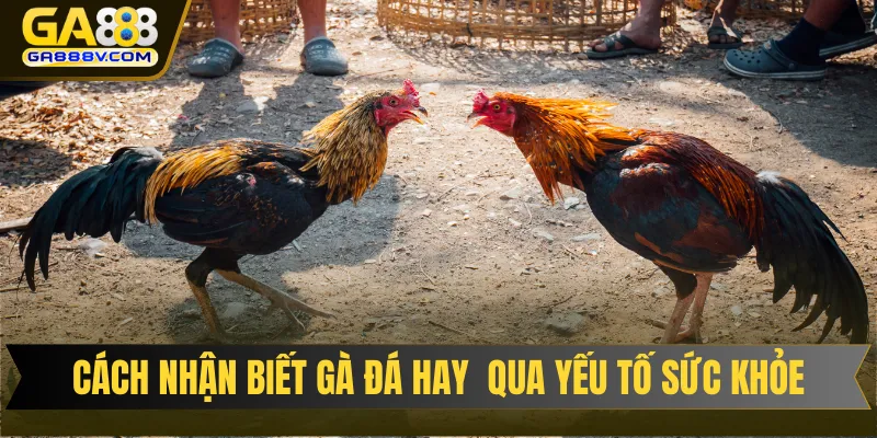 Cách nhận biết gà đá hay thông qua yếu tố sức khỏe và thể lực