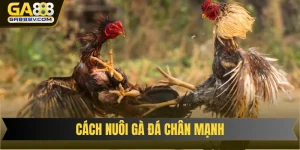 Cách nuôi gà đá chân mạnh