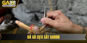 đá gà cựa sắt GA888