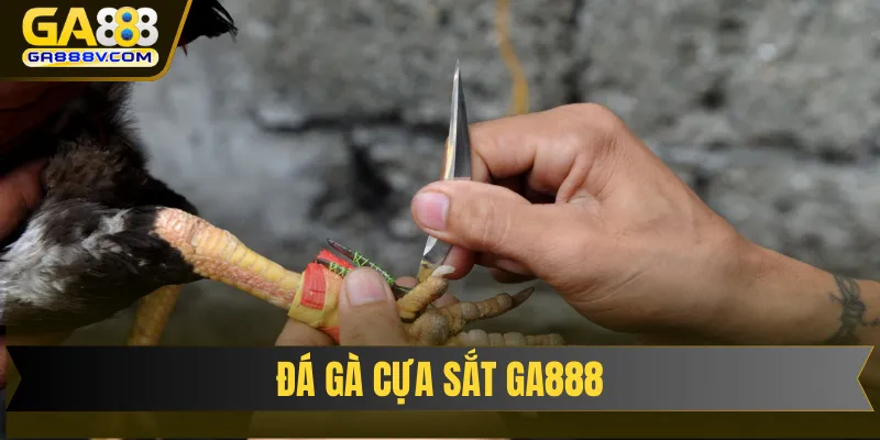 đá gà cựa sắt GA888