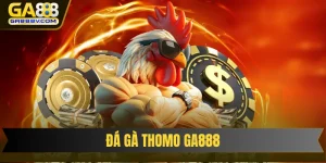 đá gà Thomo GA888
