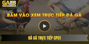 Đá Gà Trực Tiếp CPC1