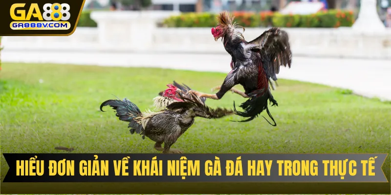 Hiểu đơn giản về khái niệm gà đá hay trong thực tế