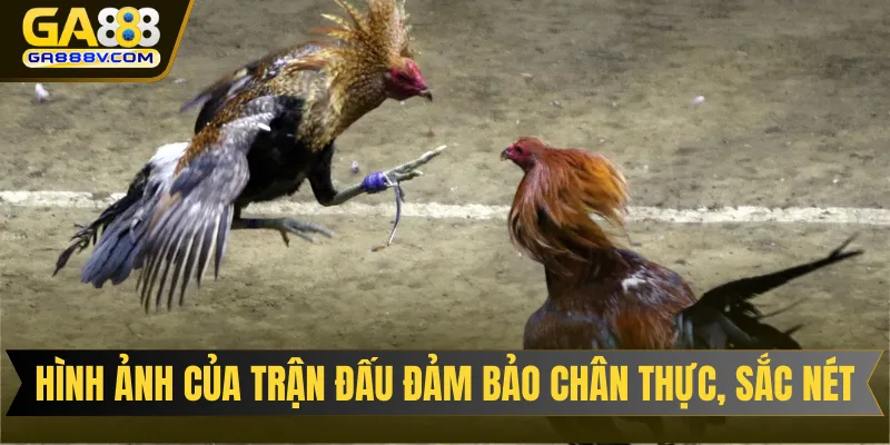 Hình ảnh của trận đấu đảm bảo chân thực, sắc nét và rõ ràng