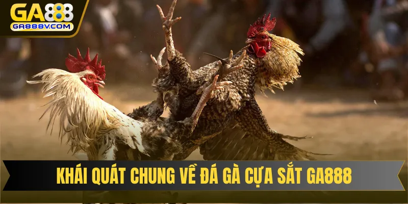 Khái quát chung thông tin cơ bản về đá gà cựa sắt GA888