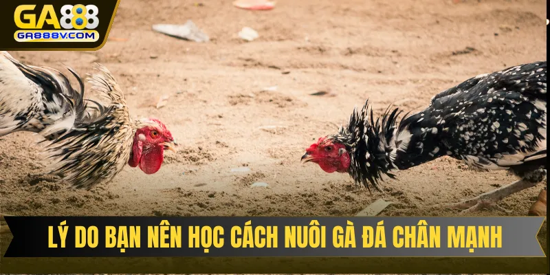 Lý do bạn nên học cách nuôi gà đá chân mạnh