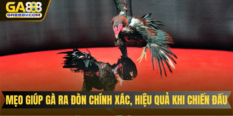 Mẹo giúp gà ra đòn chính xác, hiệu quả khi chiến đấu