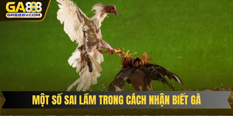 Một số sai lầm nghiêm trọng trong cách nhận biết gà