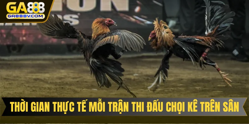 Thời gian thực tế diễn ra của mỗi trận thi đấu chọi kê trên sân