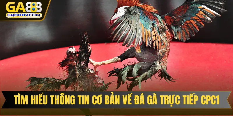 Tìm hiểu thông tin cơ bản về đá gà trực tiếp CPC1