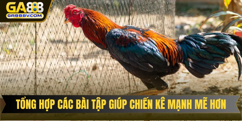 Tổng hợp các bài tập giúp chiến kê mạnh mẽ hơn